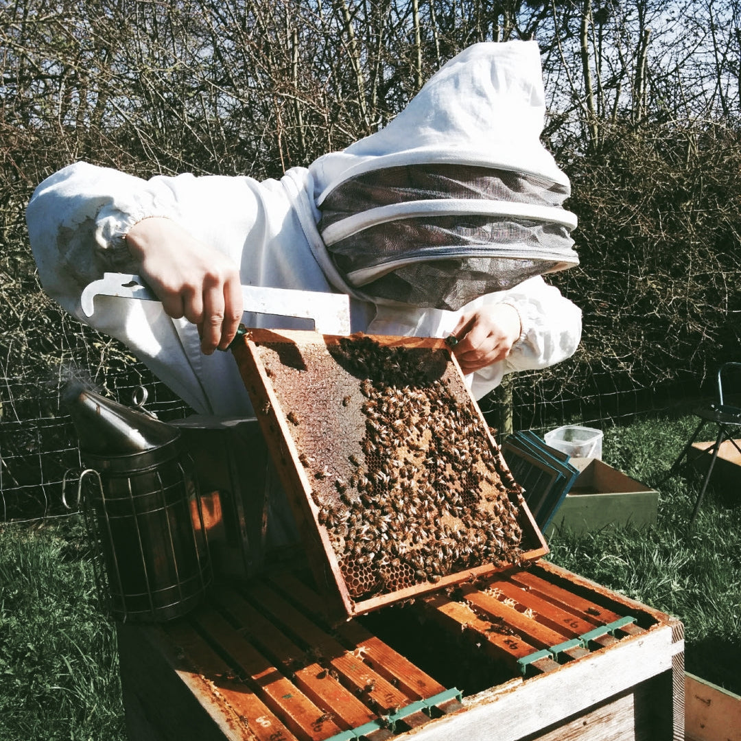 Person in a beekeeping suit inspecting honeycomb frames from a hive.