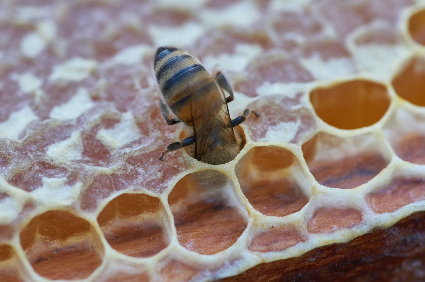 Pure British Honey, 113g