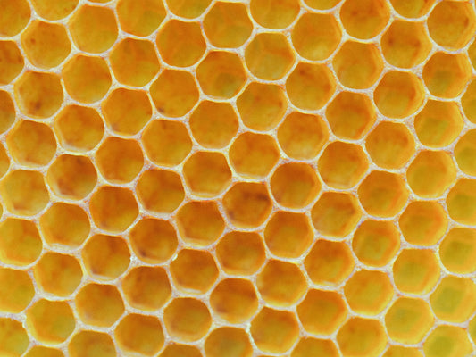 Male Bees Are Clones!?