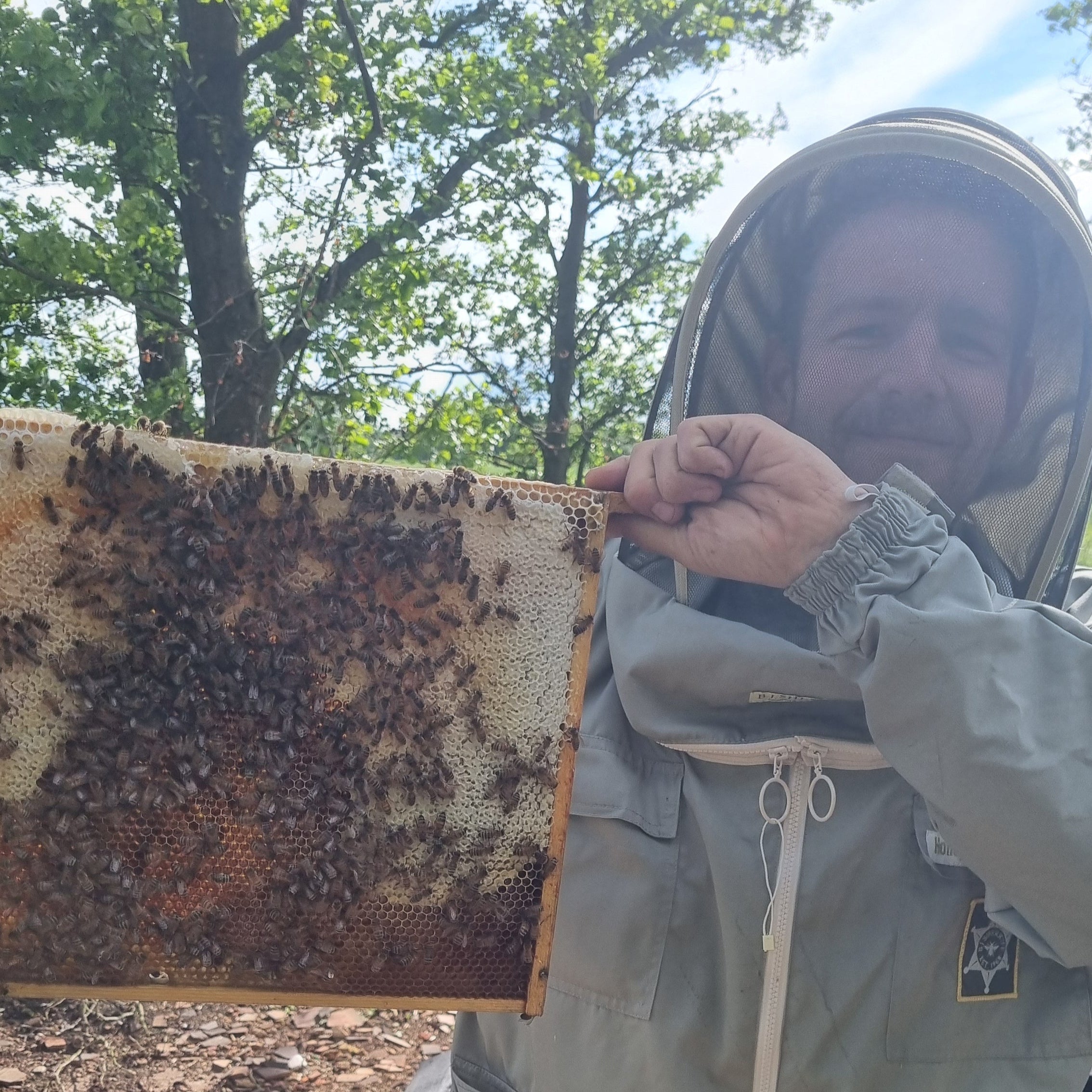 Person holding a honeycomb frame with bees outdoors