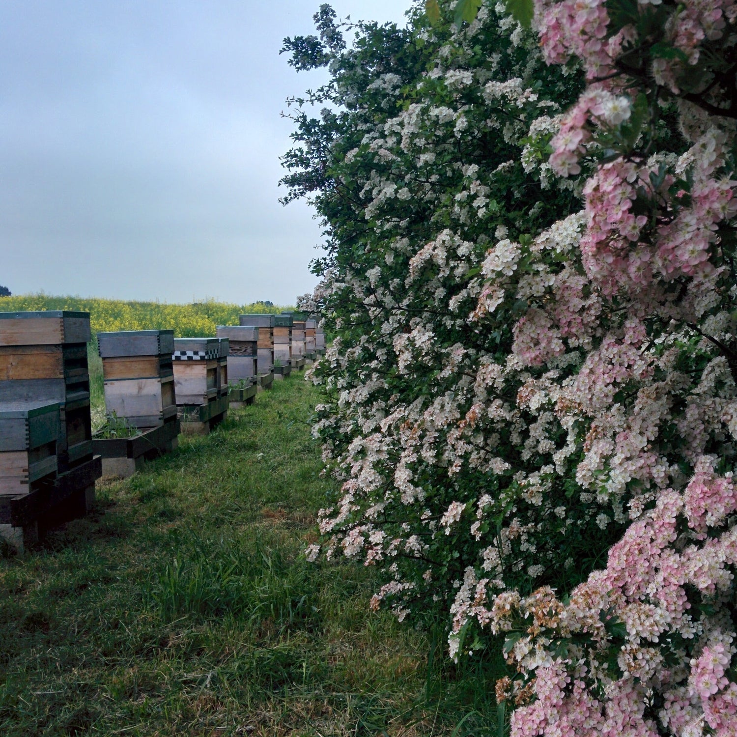 Floral bush with pink and white flowers next to wooden beehives on a grassy area.
